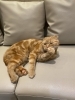 「毛繕い中のキラくん【宮崎ナナイロ(メガドンキ)にある猫カフェ・漫画・ドリンクバー・ワークプレイス】」