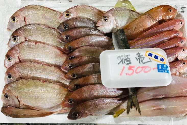 「魚魚市場鮮魚コーナーおすすめは「シマアジ」「お魚セット」です♪」