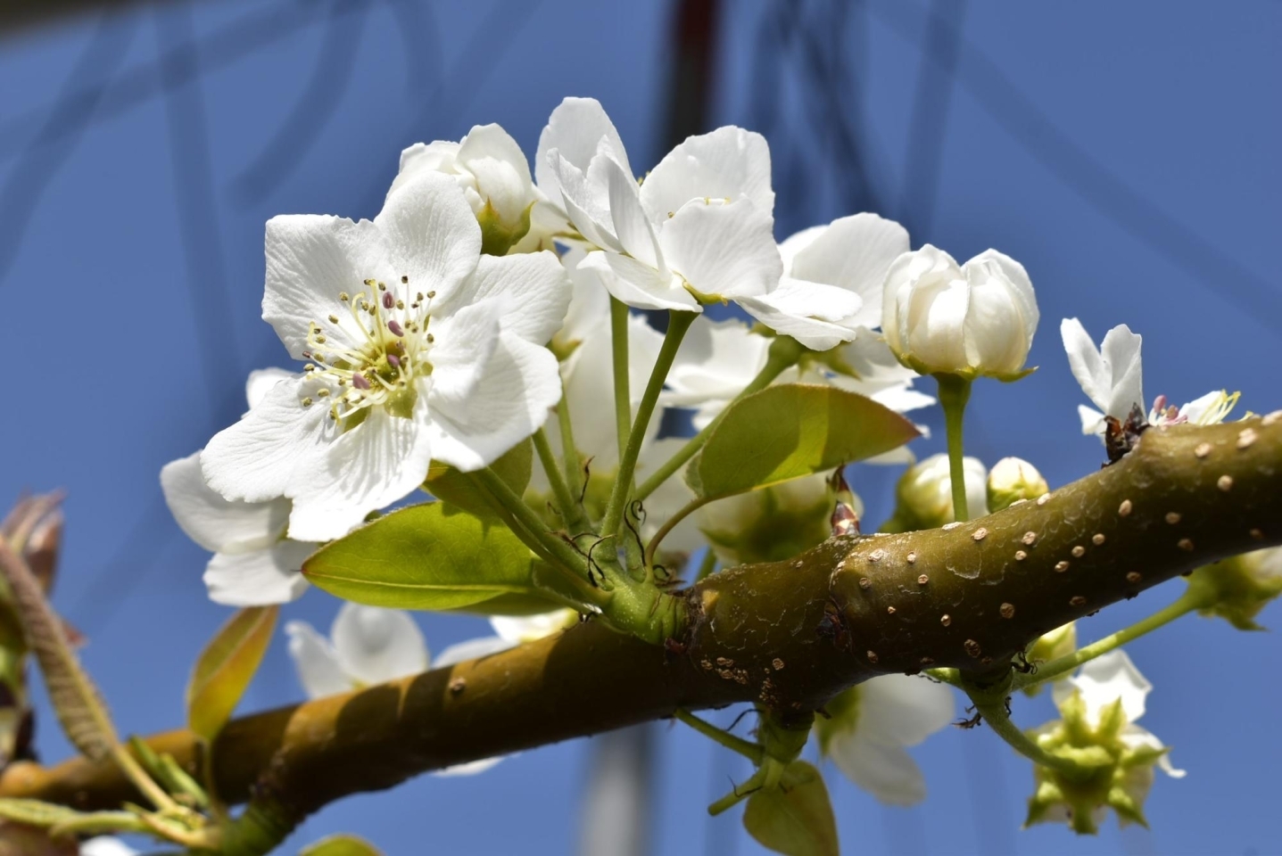 しろいの梨の花が満開！今年も、しろいの梨ならまちがいナシ