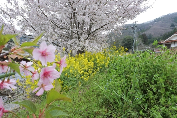 ピンクが可愛い河津桜の苗木と菜の花とソメイヨシノ「花見をしました。」