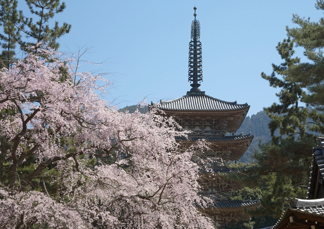 秀吉も愛でた醍醐の桜かな 花の醍醐 醍醐寺 お花見するならここ 京都市伏見区の桜特集 まいぷれ 京都市伏見区