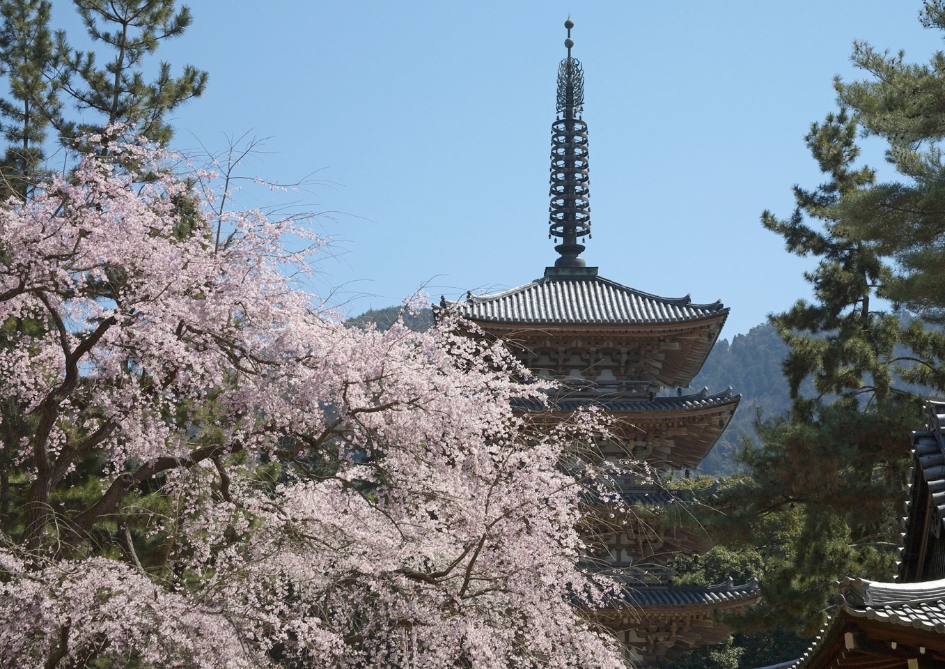 秀吉も愛でた醍醐の桜かな 花の醍醐 醍醐寺 お花見するならここ 京都市伏見区の桜特集 まいぷれ 京都市伏見区 秀吉も愛でた醍醐の桜かな 花の醍醐 醍醐寺 お花見するならここ 京都市伏見区の桜特集 まいぷれ 京都市伏見区