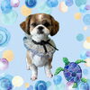 「Dog salon mofu mofu　余市町」