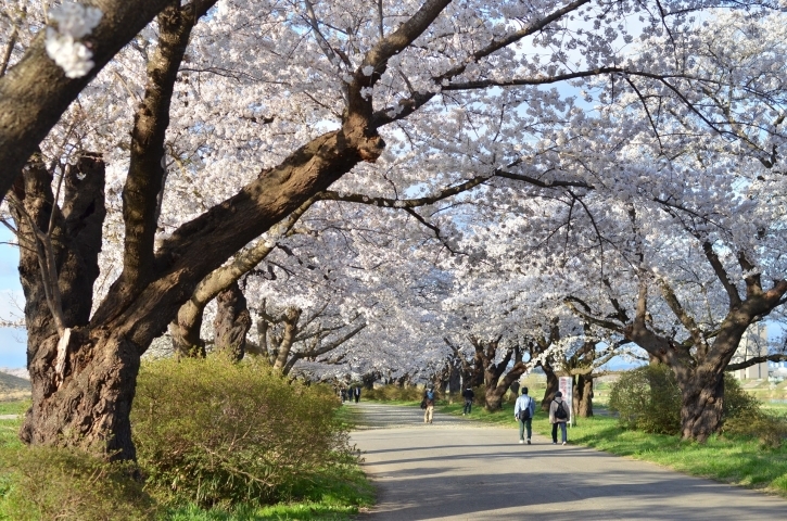 お花見スポット 花巻 北上 一関 奥州 西和賀 金ケ崎 平泉 まいぷれ 花巻 北上 一関 奥州