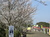 「西海橋物産館　西海橋・桜情報🌸」