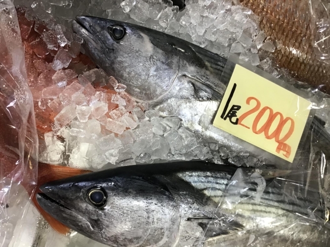 「魚魚市場鮮魚コーナーおすすめは「天然鯛」です♪」