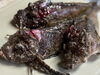 活〆おこぜ、こんな見た目ですが高級魚！お刺身も良いですが少し小ぶりなので唐揚げにてご提供致します。「本日土曜日！お席ボチボチ御座います。」