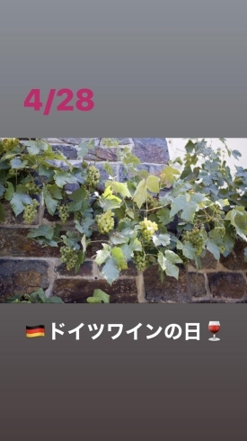 4/28ドイツワインの日「4月28日『✨ドイツワインの日✨』です。日本ドイツワイン……本日のおすすめmenuは!!いくら丼……¥1,600-です。漁協の食堂でお魚ランチはいかがですか？(o^∀^o)」