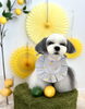アモルくん「わんことレモン🍋」