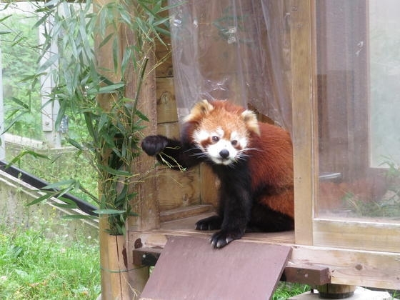 臨時休園中のレッサーパンダ 愛媛県立とべ動物園のニュース まいぷれ 松山 伊予 東温 松前 砥部 臨時休園中のレッサーパンダ 愛媛県立とべ動物園のニュース まいぷれ 松山 伊予 東温 松前 砥部