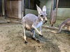 ショウガと仔「アカカンガルーの赤ちゃんが顔を出しました！」
