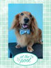 「Dog salon mofu mofu　余市町」