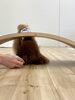仁姜くん　おやつをガジガジしながら進みます😆「ましゅまろ幼稚園🐾パート３」