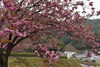八重桜「八重桜が見頃に近づいてきました」