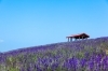 黒瀬ラベンダー園｜砂川市