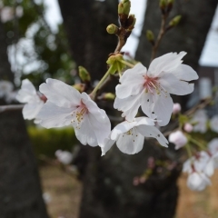 けんかつの桜が今年も見ごろを迎えています！