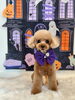 hanaちゃん「Happy Halloween 2026🎃」