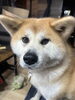 「先日のモンモンイ🐶」