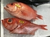 「魚魚市場鮮魚コーナーおすすめは「ワタリガニ」です♪」