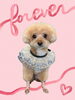 「Dog salon mofu mofu　余市町」