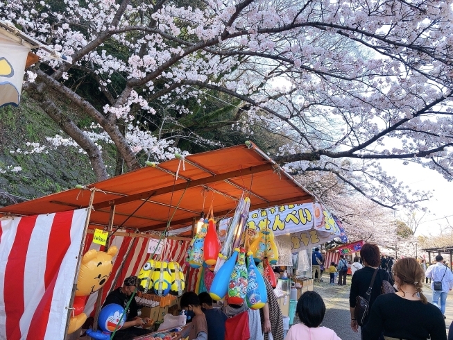 こんなに沢山の出店を見るのは久しぶりでした！「和歌山城の桜見ごろです♪」