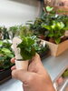 「「観葉植物は欲しい。でも虫が苦手…」そんな方に選ばれているハイドロカルチャー【JR尼崎】」
