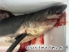 「僕は何「サメ」でしょうか？🦈」