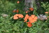 「入笠山の花々はまるでスターマインのように咲き誇ります」