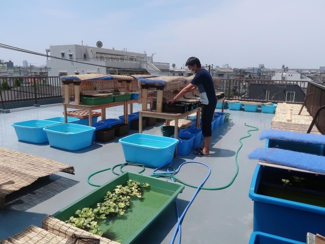 ビルの屋上にある養魚場で育ててます♪「【めだか育成中★】葛飾区堀切に改良メダカ専門店『堀切めだか』開店・レストラン季旬の大人気『小鉢バー』等を手掛ける「株式会社ちかなり」兵頭秀一会長を訪問！」