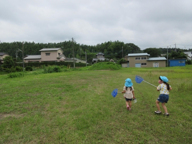 何を探しに行こうかな…「ヒマワリが咲いたよ！！」