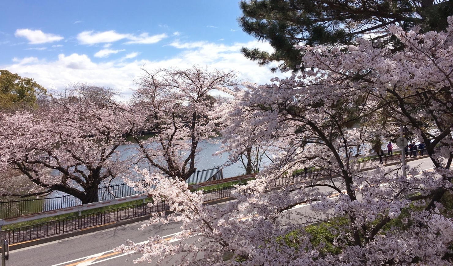 豊中市のお花見特集18 とよなか桜特集 お花見スポット まいぷれ 豊中市 豊中市のお花見特集18 とよなか桜特集 お花見スポット まいぷれ 豊中市