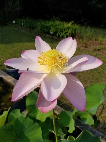 本学の薬用植物園で古代蓮 ハス の花が咲きました 日本薬科大学からのお知らせ いなナビ 伊奈町 本学の薬用植物園で古代蓮 ハス の花が咲きました 日本薬科大学からのお知らせ いなナビ 伊奈町