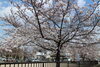桜ヶ丘公園
