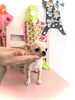 たらこちゃん「ご家族さま決まりました　♪( ´θ｀)」