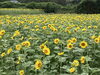 「地方祭休園日のお知らせ」