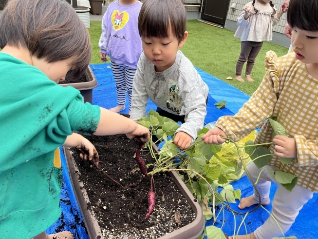 カルチャー保育園【サツマイモの収穫】「実りの秋を味わおう🌰秋の味覚を楽しむ食育活動🍄‍🟫」