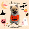 「Dog salon mofu mofu　余市町」