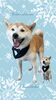 「Dog salon mofu mofu　余市町」