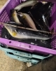 「本日山カレイ半額の580円です‼️‼️‼️」