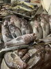 「休業中❗️釣りに、仕入れデス⁉️」