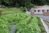 本物のヒマワリは雑草と丈比べをしています。「一足早く、花火やヒマワリがファミリア愛にやってきました。」