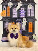 ニカちゃん「Happy Halloween 2026🎃」