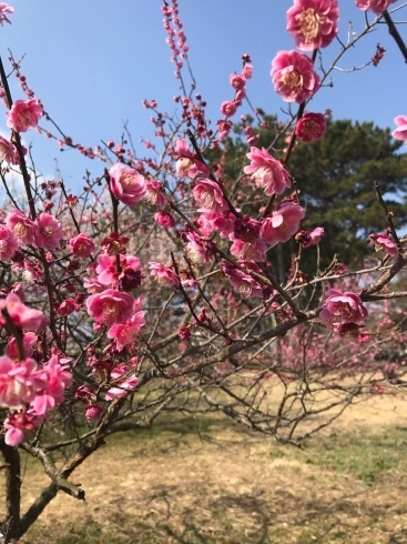 「今治市桜井も梅の見頃の季節になりました」