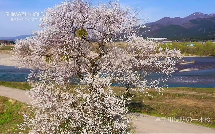 新着ドローン映像　五泉・阿賀野の桜 (4K) 1「4月21日は「民放の日」。島津印刷撮影のドローン映像はテレビでも使われています！」