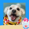 「Dog salon mofu mofu　余市町」