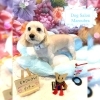ミックス　カット「🐶ピジョン、ミックス、トリミングのお友達🎏」