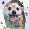 「Dog salon mofu mofu　余市町」