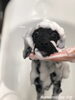 泡泡パック中〜「秋のオプションキャンペーン　^o^」
