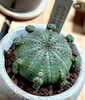 ユーフォルビア シンメトリカ！「802PLANTS SHOP植物紹介！ ユーフォルビア 塊根 グラキリス 多肉 サボテン 観葉植物 インテリアグリーン プレゼント」