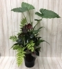寄せ植え（観葉植物）「♬夏の寄せ植え♬」
